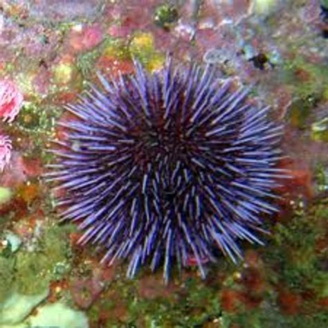 10 Fun Facts And Trivia About Echinoderms Owlcation