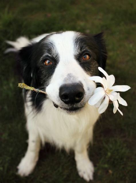 Border Collie Offering A Flower To Someone Cute Animals