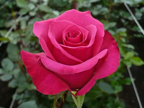 Stunning Pink Rose Photo 2805 Hdwpro