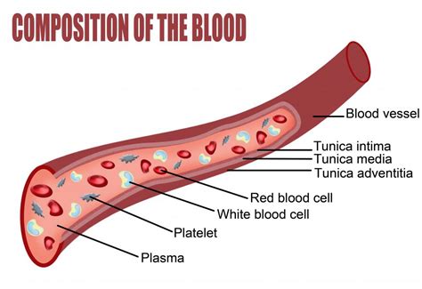 What Are Platelets With Pictures