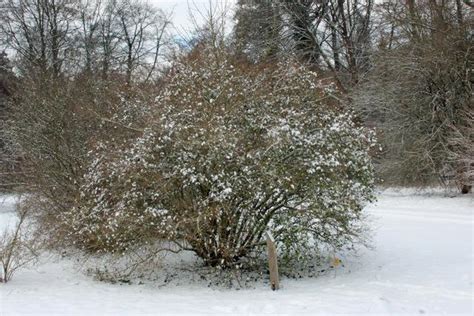 Photo Of The Winter Interest Of Golden Privet Ligustrum X Vicaryi