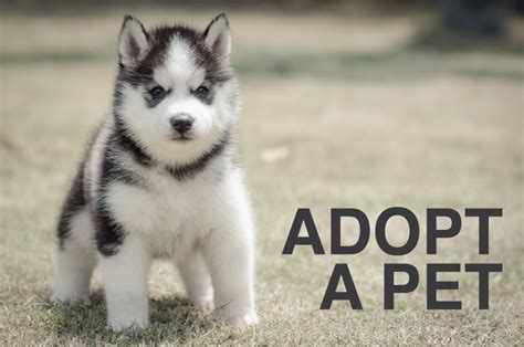 Find an adoptable pet near you. Adopt a Pet | NJSPCA