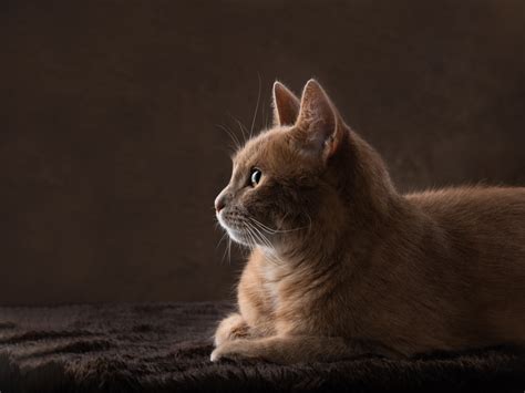 Fairfax Cat Photographer Studio Cat Photo Session 9410 Artful Paws