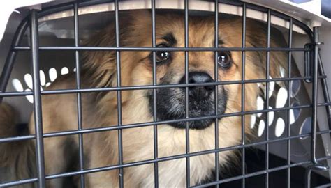 Southern Idaho Animal Rescue Pleas For Help Shelters Overcrowded