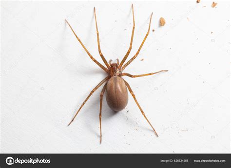 Female Brown Recluse Spider Poisonous Arachnid Stock Photo By