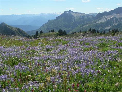 Wildflower Meadow Mount Rainier National Park Summer Photos