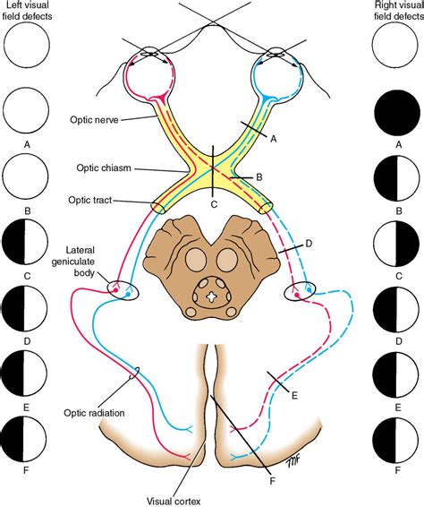 Cranial Nerves And Pathways Neupsy Key