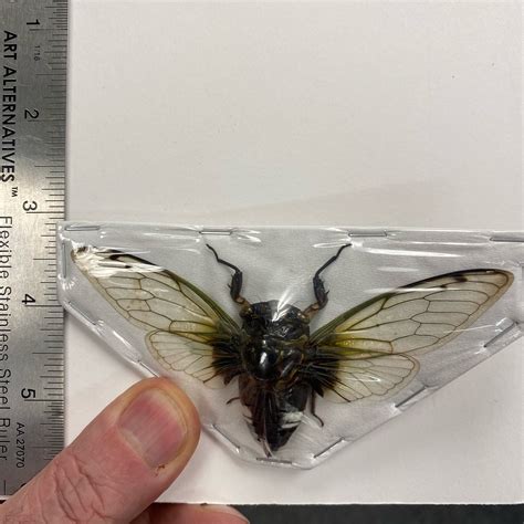 Cicada Cryptotympana Acuta Paperedspread Specimen Nātür Showroom