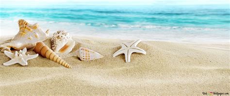 Seashells And Starfish On Beach Sand Next To Sea Waves 4k Wallpaper