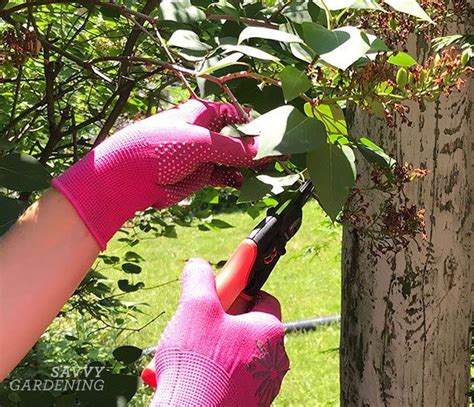 Tips For Pruning Lilacs To Encourage Blooms For Next Year Lilac Tree