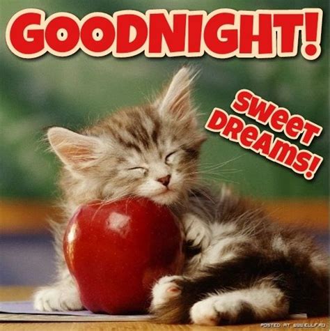 Good Night Cat Dream Night Good Night Friends Good Night Wishes