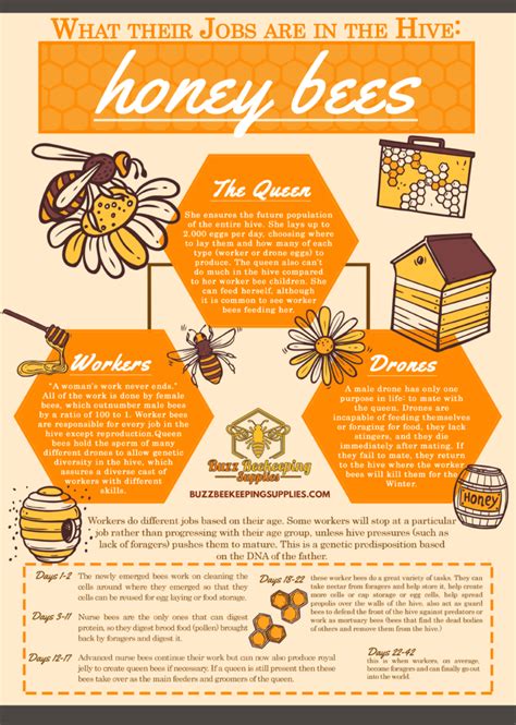 Honey Bee Facts Where They Are From What They Eat And What They Look Like Buzz Beekeeping