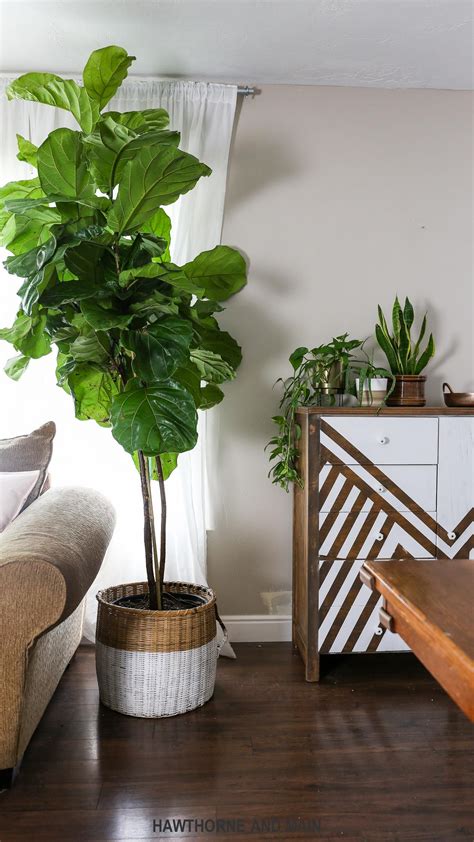 Fiddle Leaf Fig Trees Are So Prettybut How Do You Take Care Of