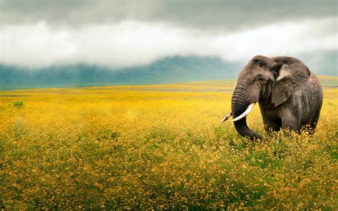 Elephant Hd Wallpapers Backgrounds