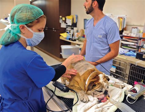 Vca Hollywood Animal Hospital Pet 911 Prepare Now Before Needing