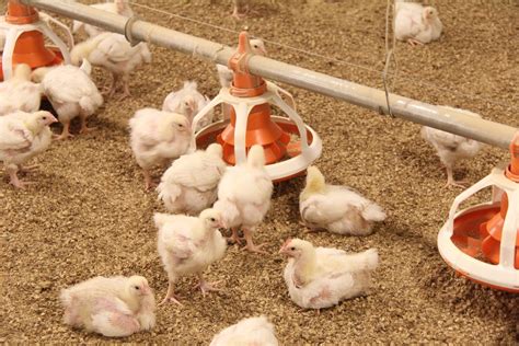 Nutrition Is Important In Broiler Chicken Feed Radiobokra