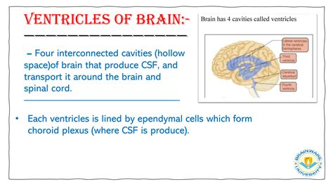 Solution Ventricles Of The Brain Studypool
