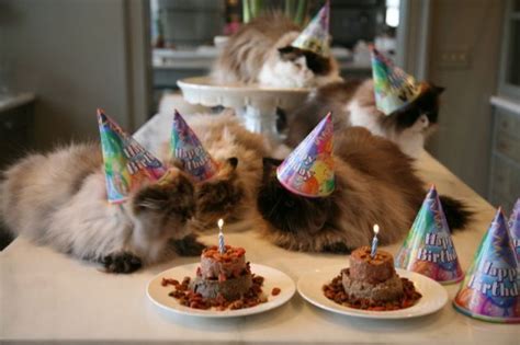 How Cats Celebrate Their Birthdays 27 Pics