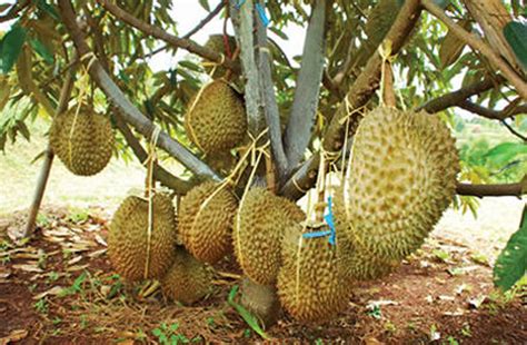 Cara Menanam Durian Bawor Agar Cepat Berbuah | KampusTani.Com