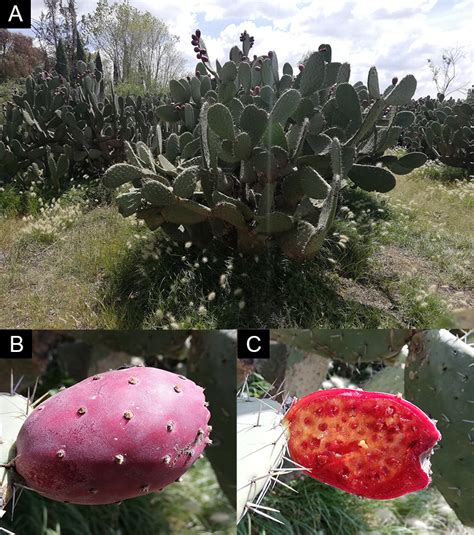 Corps, uses, arep, ecology, cultivation, crop ecology, cultivation and uses of. British Cactus & Succulent Society - Delimiting the genus ...