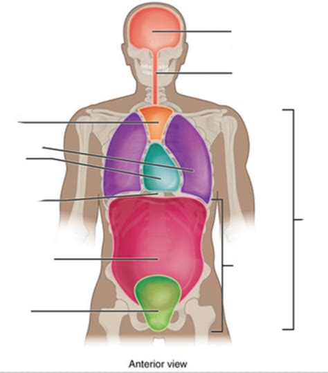 Anatomy And Physiology Body Cavities Anterior View Diagram Quizlet