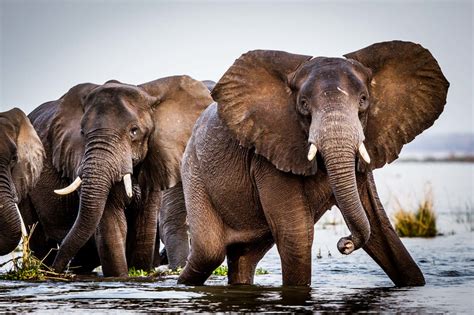 Zambia Wildlife - Scott Ramsay