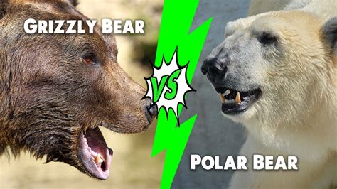Polar Bears Vs Grizzly Bears Which Would Win In A Fight Youtube