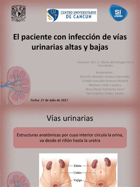 Infección De Vías Urinarias Altas Y Bajas Sistema Urinario Orina