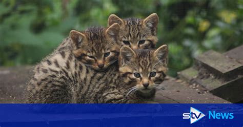 First Ever Scottish Wildcat Launch Accredited To Help Endangered