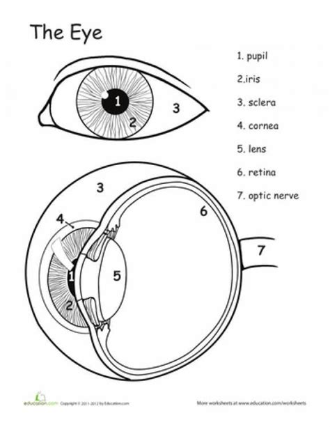 Parts Of The Eye Worksheet For Grade 2
