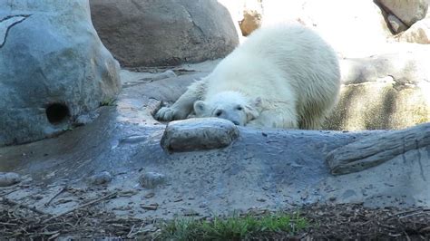 Juno The Polar Bear At Toronto Zoo Youtube