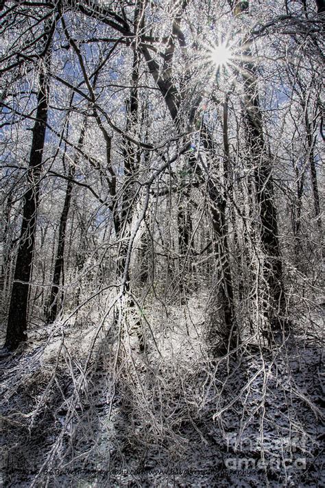 Ice Covered Trees Photograph By Barbara Bowen Fine Art America