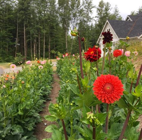 Getting ready for your next home renovation project, and planning on taking the diy approach? How to Grow Dahlias in a Cutting Garden - Longfield Gardens