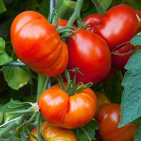 It can be used in many dishes and freezes really well since technically tomatoes are a fruit, why not add them to your fruit salad? YOUR MINNESOTA GARDEN: 2015 Top Picks For Minnesota ...