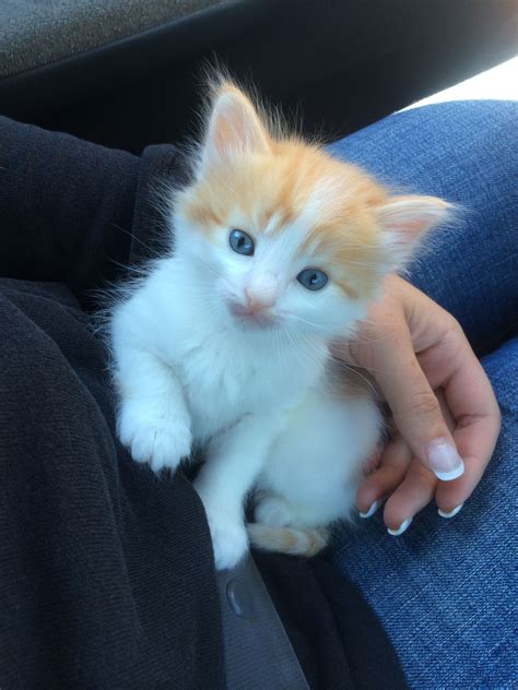 Orange And White Cats With Blue Eyes