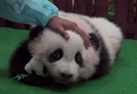 Malaysias Second Panda Baby Turns 1 Cgtn