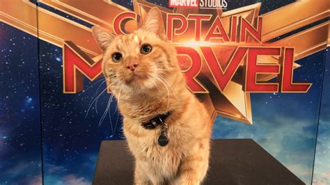 Goose The Cat Steals The Spotlight In Captain Marvel