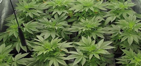 Características de la planta de marihuana. Encontraron 4 plantas de marihuana en un auto, el único ...