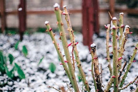 How To Winterize Roses Gardeners Path