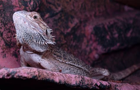 18 Most Interesting Bearded Dragon Facts Bearded Dragon Resource