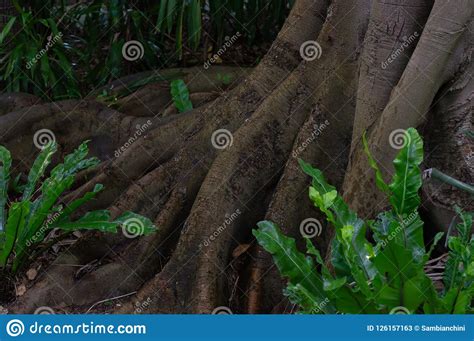 Exposed Tree Trunk And Roots In A Dark Forest Stock Image Image Of