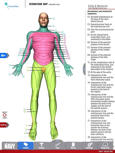 Nerve anatomy hand anatomy gross anatomy body anatomy hand therapy massage therapy upper limb anatomy. US Navy Releases New 3-D Medical Study Aid App | Anatomy ...