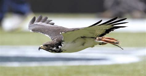 Taima The Hawk Taima An Augur Hawk Flies Ahead Of The Seattle