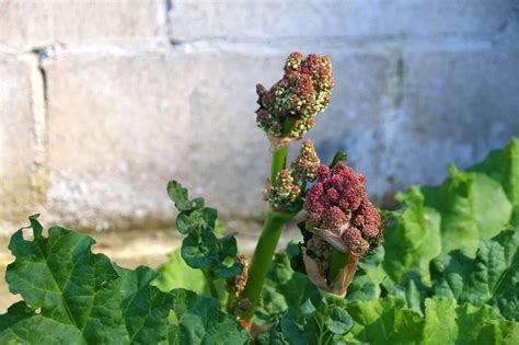 Rhubarb Flowers What To Do When Rhubarb Bolts And Goes To Seed The