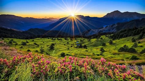 Landscape Nature Pink Flowers Green Grass Meadow With Sun