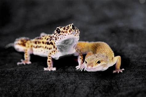 Two Lizards Crawling Stock Photo Image Of Reptile Together 183689070