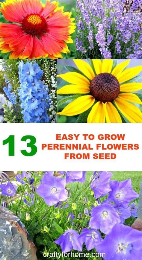 13 Easy To Grow Perennial Flowers From Seed Flowers Perennials
