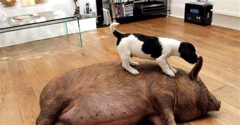 Dog And Pig Photos Animal Odd Couples Ny Daily News
