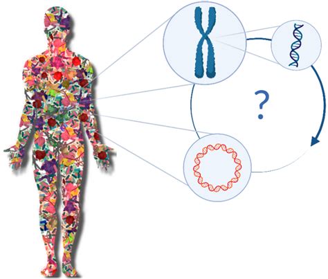 Role And Impact Of The Microbiome On The Human Genome Impactt Microbiome