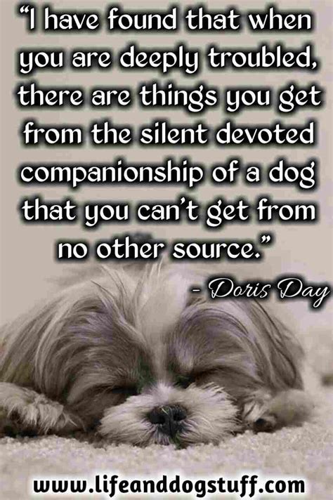 35 Most Beautiful Dog Quotes And Sayings